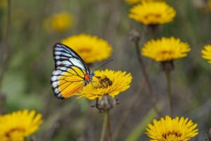 butterfly, yellow flowers, pollination-7114037.jpg