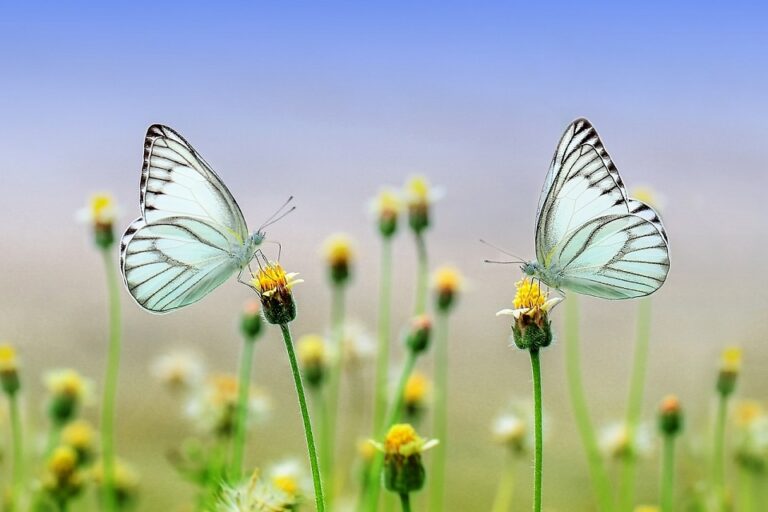 two butterflies atop flower buds